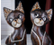 Сувенир деревянный «Сима-Ленд», 50*12*12 см, 2 шт., «Парочка котов в одежде»