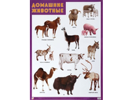 Плакат «Домашние животные» Плакат «Домашние животные»
