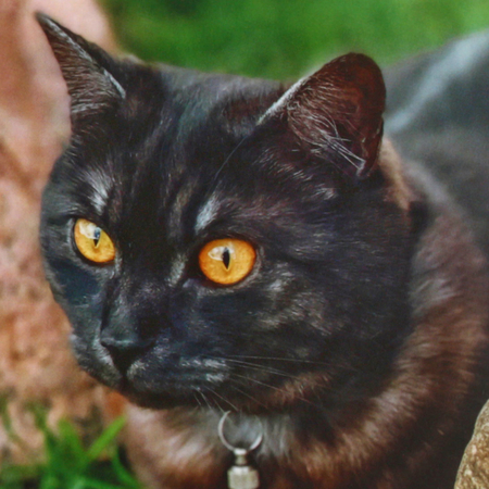 Календарь настенный трехрядный на 2024 год «Котовасия», 29,5*72 см, «Хранители Котовасии»