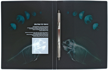 Папка-скоросшиватель пластиковая с пружиной X-Ray, толщина пластика 0,6 мм, ассорти