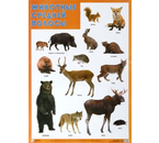 Плакат «Животные средней полосы», 500×690 мм