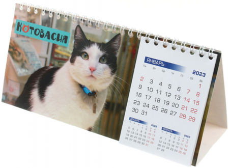 Календарь настольный перекидной на 2023 год «Домик. Котовасия», 210*135 мм