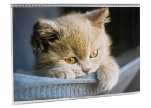 Фотоальбом «Котейка», 10×15 см, 36 фото Фотоальбом «Котейка», 10×15 см, 36 фото