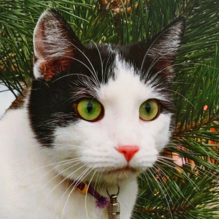 Календарь настенный трехрядный на 2024 год «Котовасия», 29,5*72 см, «Хранители Котовасии»