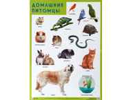 Плакат «Домашние питомцы» Плакат «Домашние питомцы»