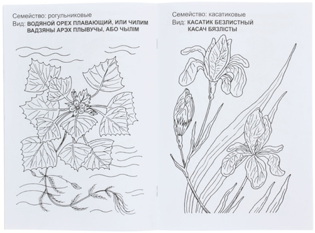 Книжка-раскраска, А4, 8 л., «Цветы Беларуси» Книжка-раскраска, А4, 8 л., «Цветы Беларуси»