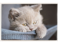 Фотоальбом «Котейка» Фотоальбом «Котейка»