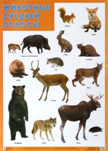 Плакат «Животные средней полосы», 500*690 мм