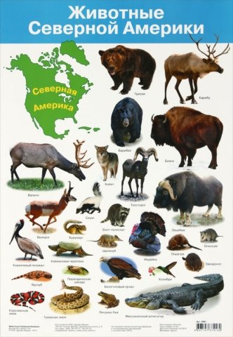 Плакат развивающий «Дрофа Медиа», «Животные Северной Америки»