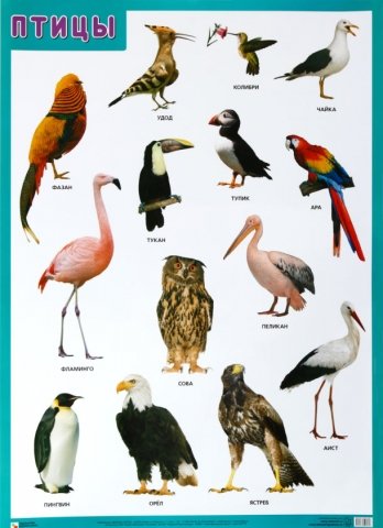 Плакат «Птицы», 500*690 мм
